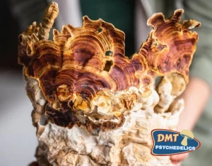 Stay Wyld Organics – Reishi Mushroom Powder (70g)