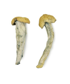 Alternative view of Fo Dawg Magic Mushrooms For Sale